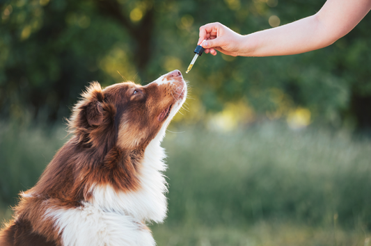 Tout savoir sur nos amis à quatre pattes : le chien