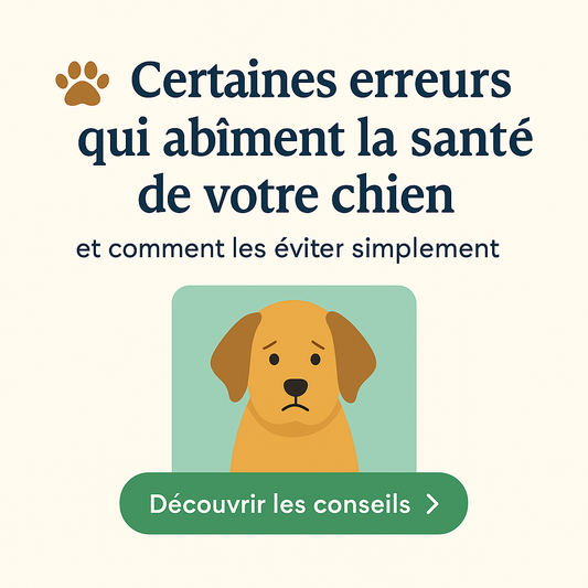 Les 3 erreurs qui abîment la santé de votre chien (et comment les éviter simplement)